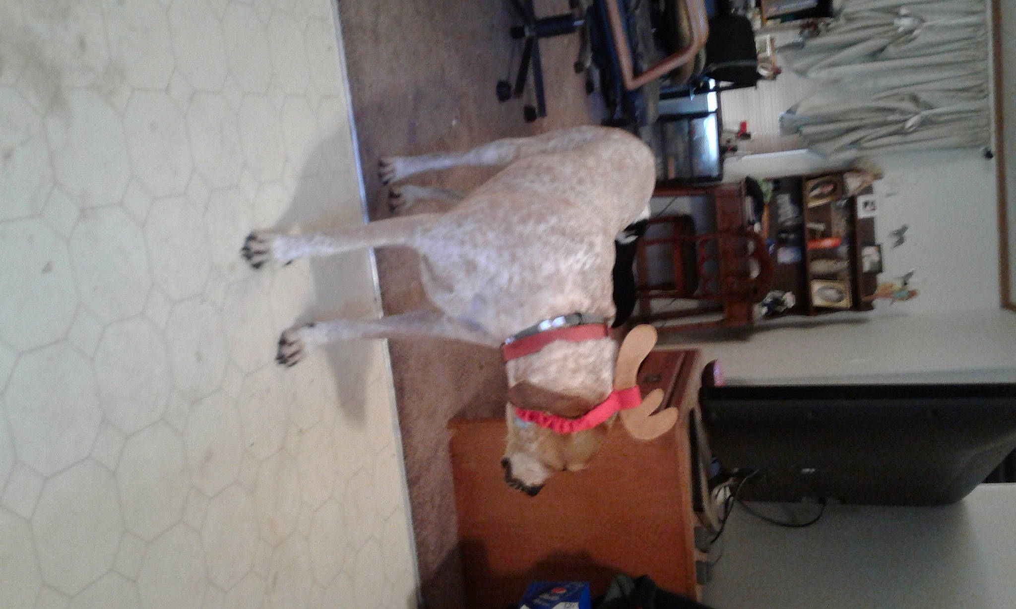 Deke joined the competition — help win amazing prizes! companion_dog, dog, flooring, fur, hardwood, machine, room, tail, wood, working_animal