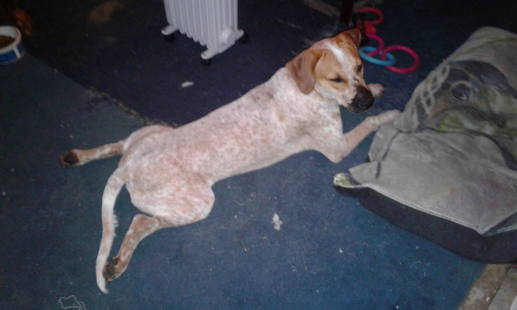 Deke is registered to the contest to win money with this photo: canidae, carnivore, companion_dog, dog, dog_breed, dog_supply, fawn, flooring, fur, gun_dog, hunting_dog, paw, pet_supply, plant, road_surface, street_dog, tail, terrestrial_animal, wood, working_animal