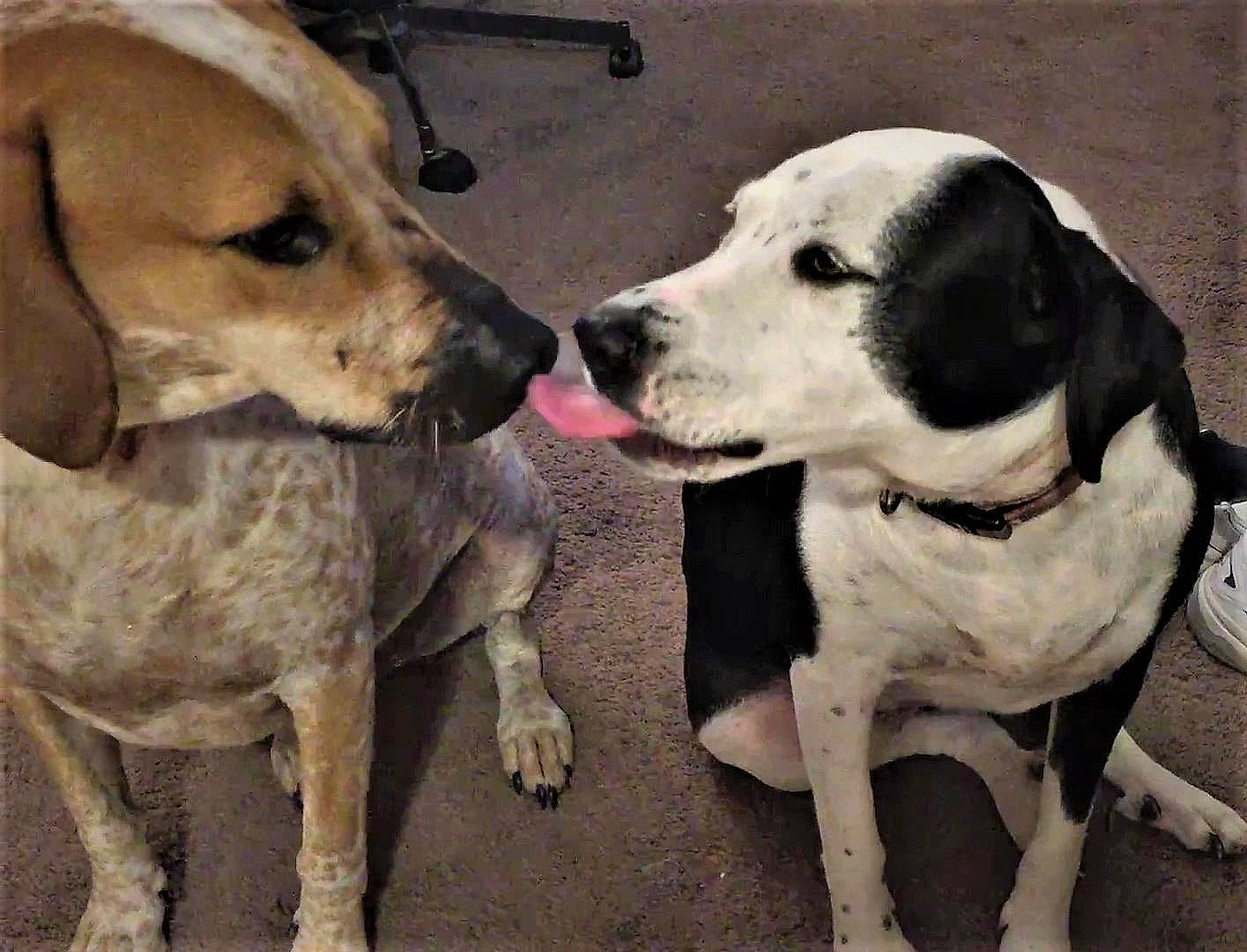 Deke is registered to the contest to win money with this photo: canidae, carnivore, collar, companion_dog, dog, dog_breed, dog_collar, fawn, hunting_dog, liver, paw, pet_supply, snout, sporting_group, vertebrate, working_animal, working_dog