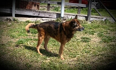 Apollo joined the competition — help win amazing prizes! canidae, carnivore, companion_dog, dog, dog_breed, fence, grass, herding_dog, old_german_shepherd_dog, plant, sporting_group, terrestrial_animal, working_animal, working_dog