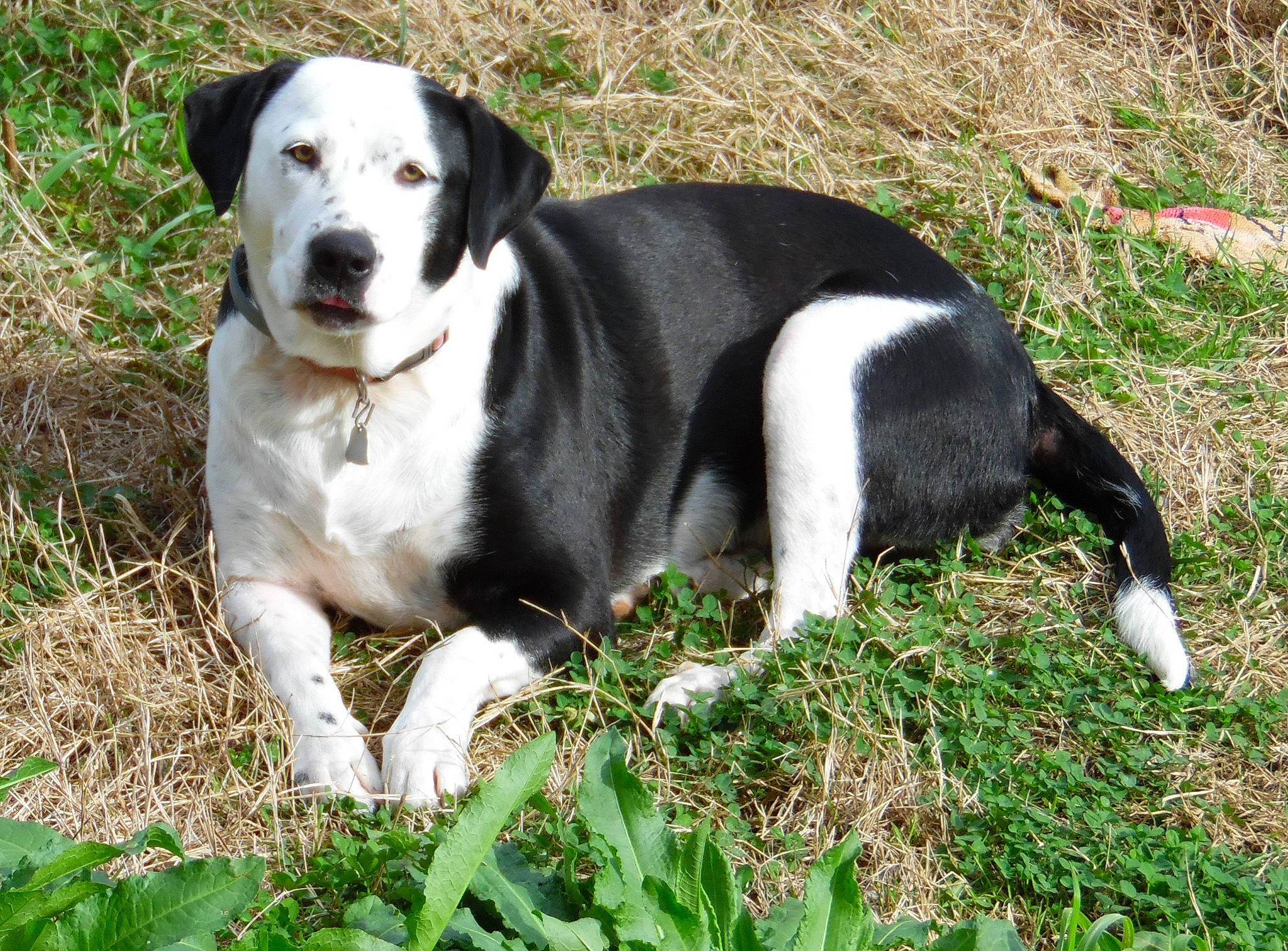 Lucy joined the competition — help win amazing prizes! ancient_dog_breeds, canidae, carnivore, companion_dog, dog, dog_breed, fawn, fur, grass, hunting_dog, mammal, plant, puppy, sporting_group, tail, terrestrial_animal, terrier, vertebrate, whiskers, working_dog