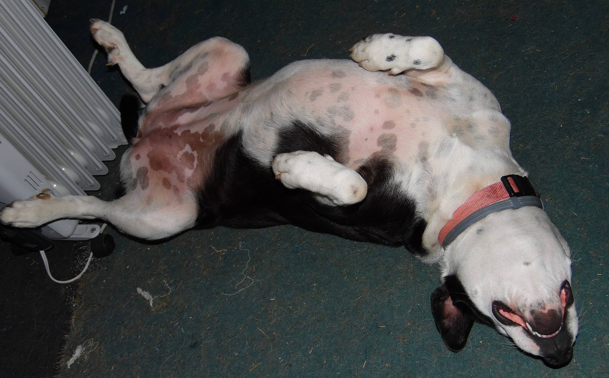 Lucy is registered to the contest to win money with this photo: canidae, carnivore, collar, companion_dog, dog, dog_breed, dog_collar, dog_supply, fawn, foot, fur, guard_dog, non_sporting_group, paw, snout, sporting_group, street_dog, tail, whiskers, working_animal