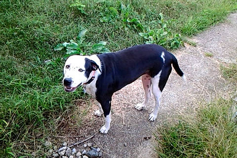 Lucy is registered to the contest to win money with this photo: adventure, canidae, carnivore, collar, companion_dog, dog, dog_breed, dog_collar, dog_supply, grass, hunting_dog, non_sporting_group, plant, snout, tail, terrestrial_animal, working_animal, working_dog