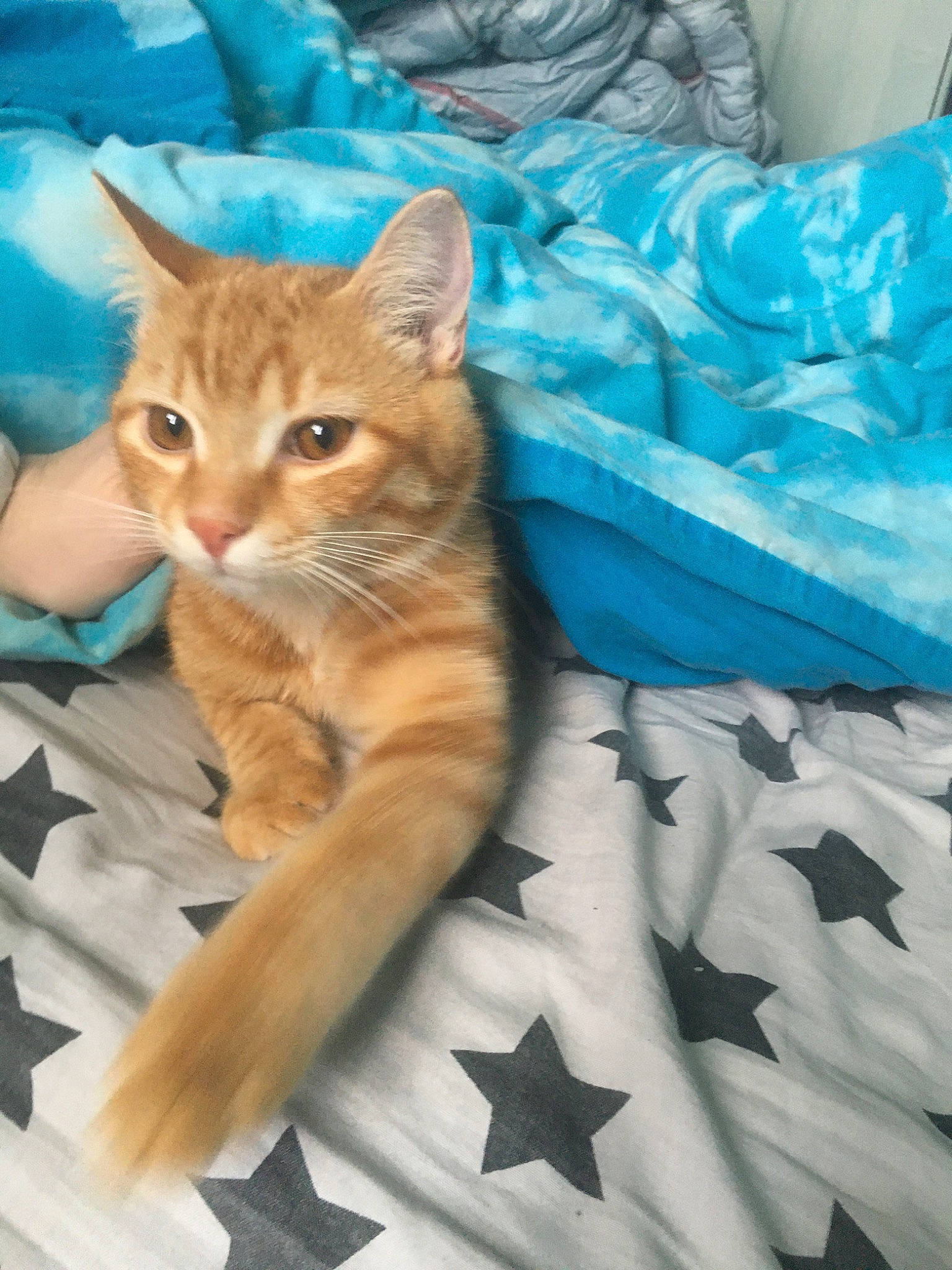 Pepsi participe au concours pour gagner de l'argent avec cette photo : asian, australian_mist, carnivore, cat, domestic_short_haired_cat, european_shorthair, fawn, felidae, german_rex, kitten, mammal, ojos_azules, polydactyl_cat, small_to_medium_sized_cats, somali, tabby_cat, tail, whiskers