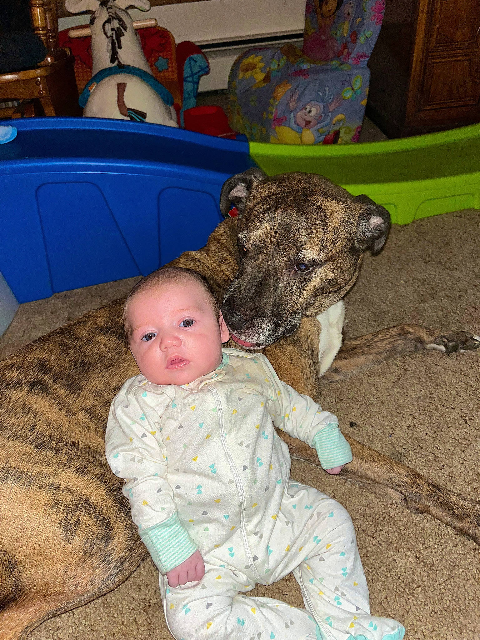 Blake joined the competition — help win amazing prizes! baby, baby_toddler_clothing, carnivore, child, comfort, companion_dog, couch, dog, dog_breed, fawn, floor, flooring, fun, lap, living_room, person, room, sitting, toddler, wood