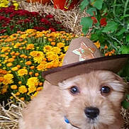 Fuzz joined the competition — help win amazing prizes! puppy, dog, cowboy_hat, hat, straw, hay, flowers, mums, pumpkins, autumn, fall, garden, potted_plants, close_up, cute, fluffy, brown_fur, eyes, portrait, pet