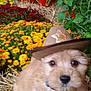 puppy, dog, cowboy_hat, hat, straw, hay, flowers, mums, pumpkins, autumn, fall, garden, potted_plants, close_up, cute, fluffy, brown_fur, eyes, portrait, pet