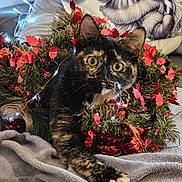Fleur participe au concours pour gagner de l'argent avec cette photo : cat, tortoiseshell_cat, christmas_wreath, holiday_decor, fairy_lights, blanket, snowflake_pattern, pillow, santa_claus, indoor, pet, curious, cozy, festive, red_leaves, fur, whiskers, paw, eyes, relaxing