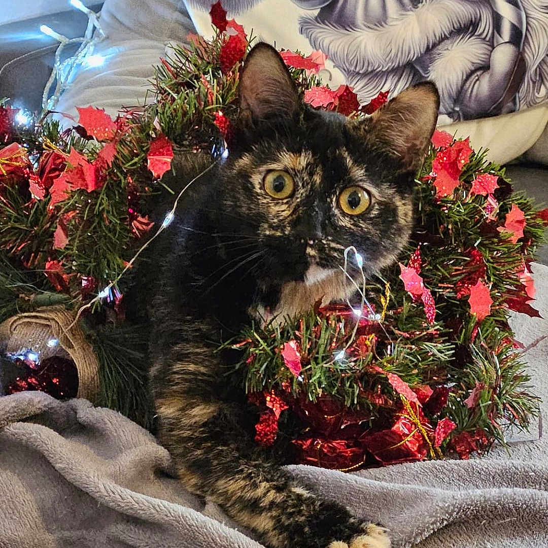 Fleur participe au concours pour gagner de l'argent avec cette photo : cat, tortoiseshell_cat, christmas_wreath, holiday_decor, fairy_lights, blanket, snowflake_pattern, pillow, santa_claus, indoor, pet, curious, cozy, festive, red_leaves, fur, whiskers, paw, eyes, relaxing