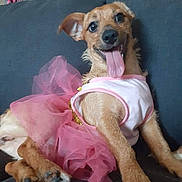 Annie is registered to the contest to win money with this photo: dog, pink_tutu, white_top, tongue_out, happy, pet, couch, indoor, brown_fur, small_dog, playful, animal, cute, relaxed, paw, sitting, costume, smiling, canine, domestic_animal