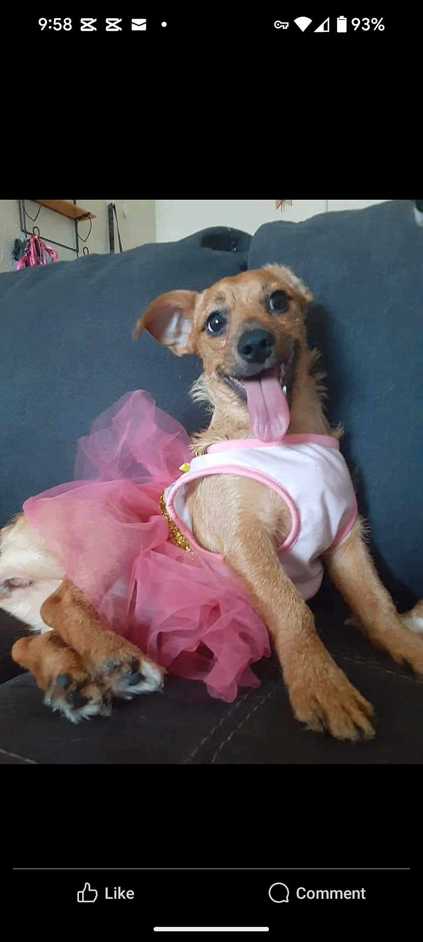 Annie is registered to the contest to win money with this photo: dog, pink_tutu, white_top, tongue_out, happy, pet, couch, indoor, brown_fur, small_dog, playful, animal, cute, relaxed, paw, sitting, costume, smiling, canine, domestic_animal