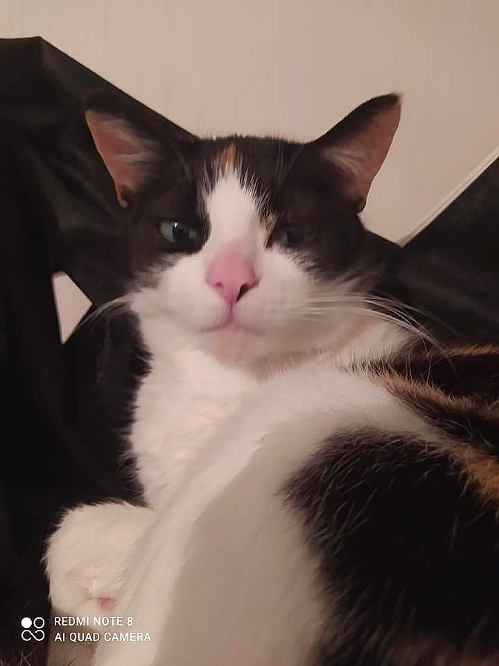 Chatounette participe au concours pour gagner de l'argent avec cette photo : carnivore, cat, comfort, domestic_short_haired_cat, felidae, fur, monochrome_photography, paw, sky, small_to_medium_sized_cats, snout, square, tail, whiskers