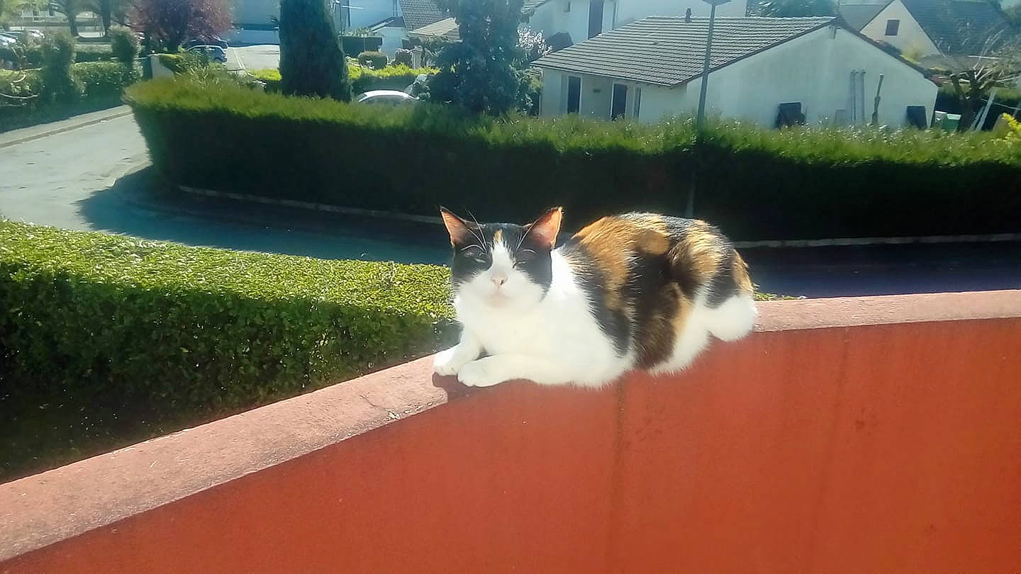 Chatounette a rejoint le concours — aidez-le/la à gagner de superbes lots ! carnivore, cat, domestic_short_haired_cat, fawn, felidae, flooring, fur, grass, groundcover, landscape, lawn, plant, road_surface, shrub, small_to_medium_sized_cats, tail, tree, whiskers, window, wood