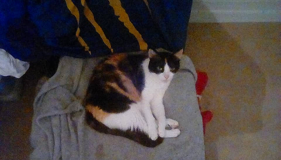 Chatounette participe au concours pour gagner de l'argent avec cette photo : carnivore, cat, comfort, domestic_short_haired_cat, fawn, felidae, floor, flooring, foot, fur, hardwood, human_leg, laminate_flooring, paw, small_to_medium_sized_cats, tail, whiskers, wood, wood_flooring, wood_stain