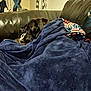Bear is registered to the contest to win money with this photo: dog, blanket, couch, leather, indoor, lamp, curtains, striped_blanket, cozy, resting, pet, snuggled, home, relaxing, furniture, comfort, dark_fur, living_room, soft, warm