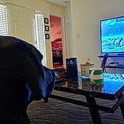 Bear joined the competition — help win amazing prizes! dog, living_room, coffee_table, television, penguins, mug, doorway, bedroom, carpet, lamp, candle, decor, window, curtains, furniture, wood_floor, black_dog, indoor, household, pet