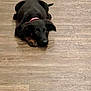 Lily is registered to the contest to win money with this photo: dog, black_dog, floor, wooden_floor, pet, collar, lying_down, indoor, canine, animal, ears, tail, paws, cute, domestic_animal, looking_up, household, companion, resting, fur