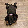 Lily is registered to the contest to win money with this photo: puppy, dog, black_dog, pink_collar, floor, wooden_floor, lying_down, pet, animal, cute, indoor, young_dog, canine, fur, ears, paws, looking_up, domestic_animal, companion, playful