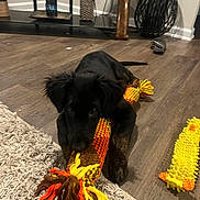 Lily joined the competition — help win amazing prizes! puppy, dog, toy, floor, rug, black_dog, indoor, pet, playful, home, wooden_floor, chew_toy, colorful_toy, animal, young_dog, cute, pet_toy, living_room, furniture, domestic_animal
