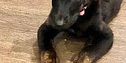 Lily is registered to the contest to win money with this photo: puppy, dog, black_dog, brindle_paws, lying_down, wooden_floor, curious, pet, animal, cute, tongue_out, young_dog, indoor, fur, ears, four_legs, canine, domestic_animal, playful, companion