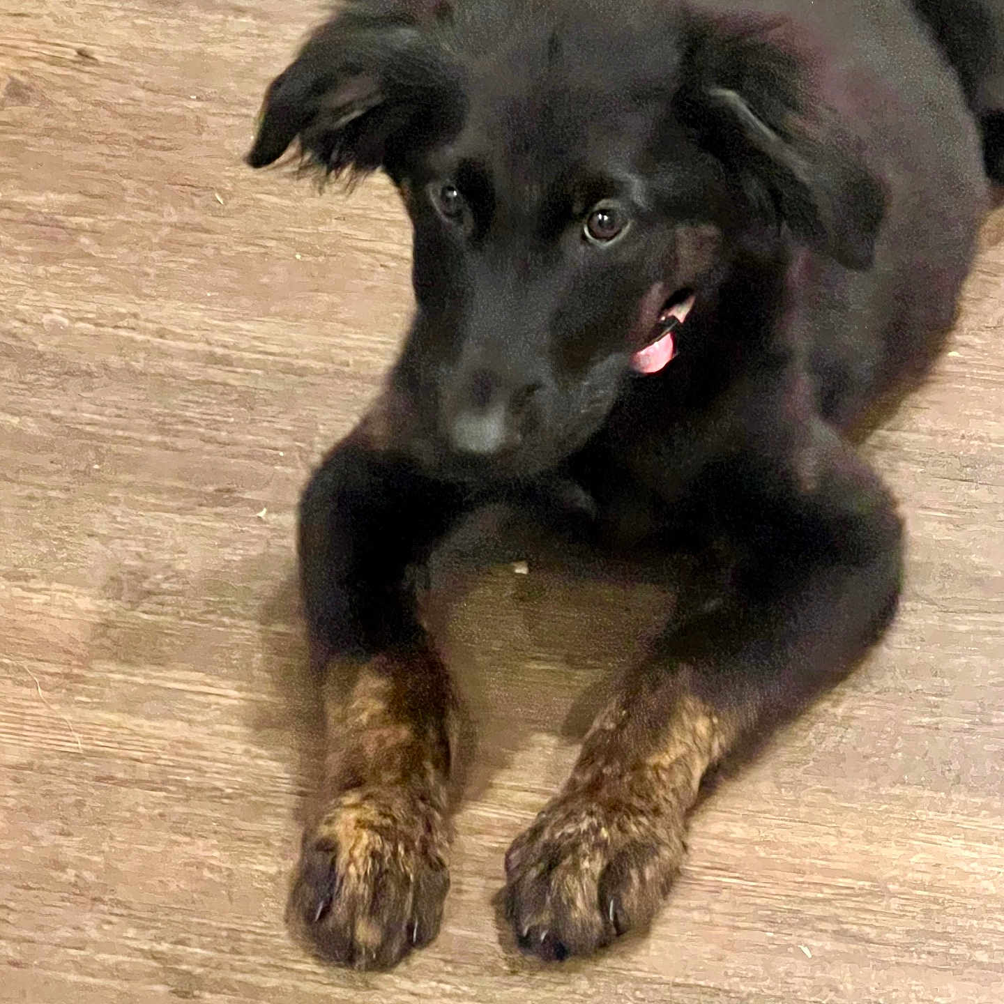 Lily is registered to the contest to win money with this photo: animal, black_dog, brindle_paws, canine, companion, curious, cute, dog, domestic_animal, ears, four_legs, fur, indoor, lying_down, pet, playful, puppy, tongue_out, wooden_floor, young_dog