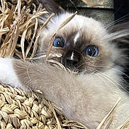 Archie participe au concours pour gagner de l'argent avec cette photo : kitten, cat, blue_eyes, fluffy, fur, whiskers, straw, woven, natural_materials, close_up, curious, playful, pet, animal, cute, young, indoor, texture, soft, face