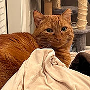 Simon is registered to the contest to win money with this photo: animal, blanket, cat, cat_tree, comfort, cozy, cute, domestic_animal, ears, eyes, feline, fur, ginger_cat, home, indoor, pet, relaxed, resting, soft_texture, whiskers