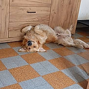 Ulysse participe au concours pour gagner de l'argent avec cette photo : dog, golden_retriever, floor, tile, checkerboard, wooden_cabinet, indoor, pet, relaxed, lying_down, upside_down, fur, paw, canine, home, furniture, brown, beige, sleepy, cute