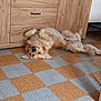 dog, golden_retriever, floor, tile, checkerboard, wooden_cabinet, indoor, pet, relaxed, lying_down, upside_down, fur, paw, canine, home, furniture, brown, beige, sleepy, cute