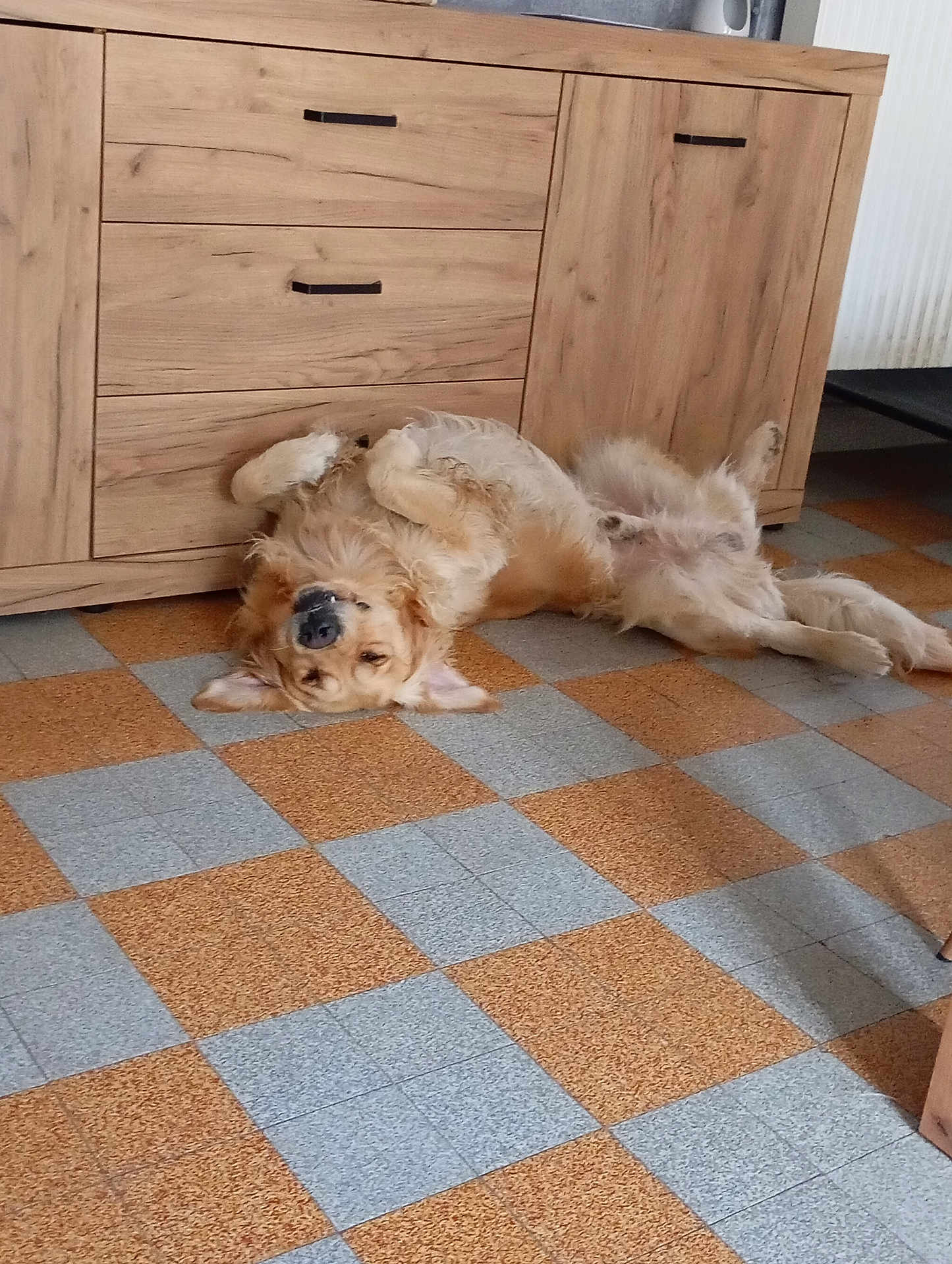 Ulysse participe au concours pour gagner de l'argent avec cette photo : dog, golden_retriever, floor, tile, checkerboard, wooden_cabinet, indoor, pet, relaxed, lying_down, upside_down, fur, paw, canine, home, furniture, brown, beige, sleepy, cute