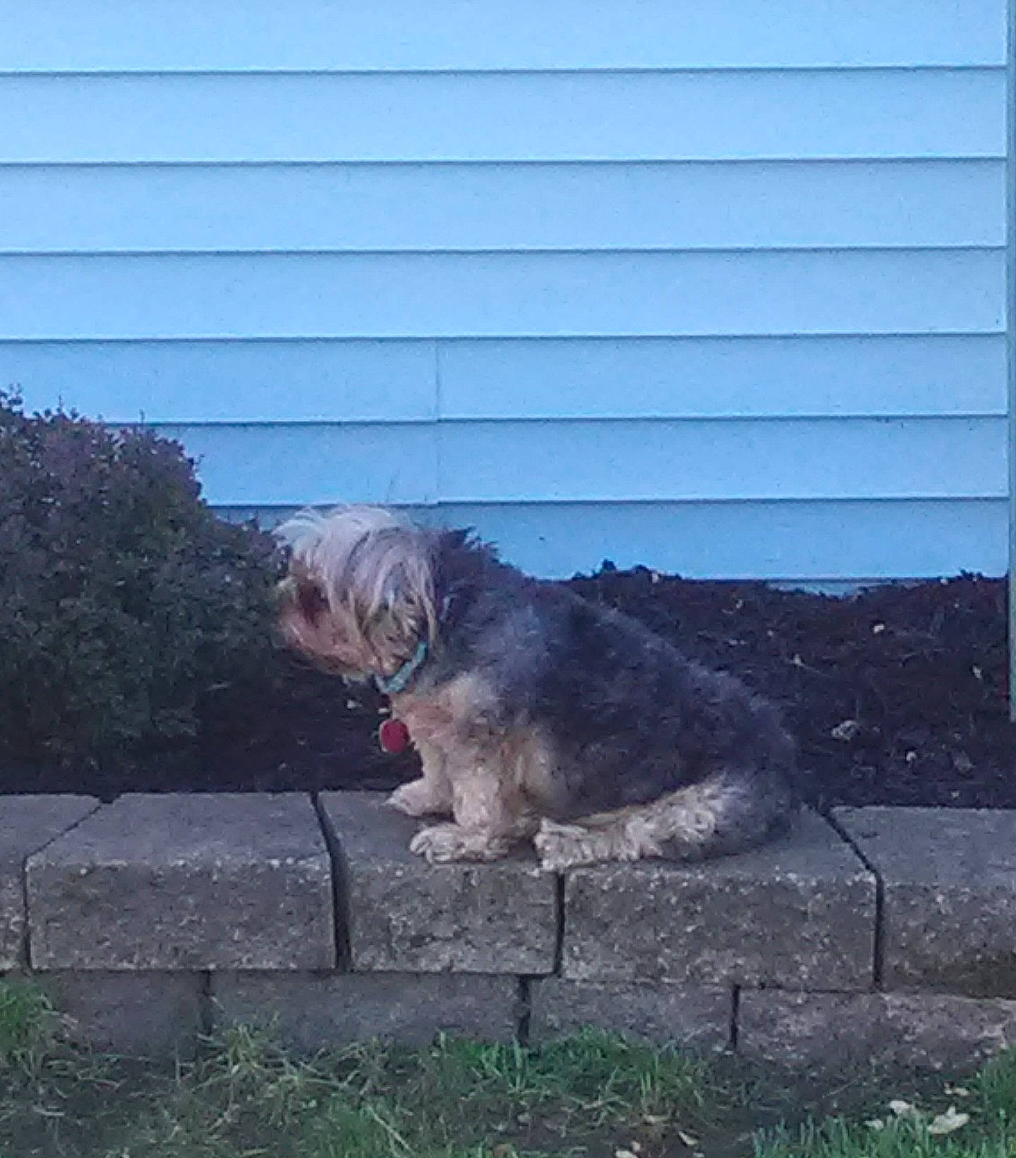 Bullet joined the competition — help win amazing prizes! carnivore, companion_dog, dog, dog_breed, dog_collar, dog_supply, fawn, fur, garden_hose, grass, liver, plant, road_surface, small_terrier, sporting_group, tail, terrier, tints_and_shades, toy_dog, working_animal