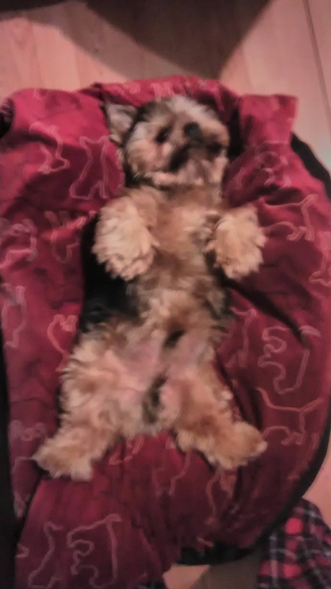 Bullet is registered to the contest to win money with this photo: canidae, carnivore, cat, companion_dog, dog_breed, dress, fawn, felidae, fur, magenta, pattern, pet_supply, petal, pink, small_to_medium_sized_cats, stuffed_toy, teddy_bear, toy, toy_dog, whiskers