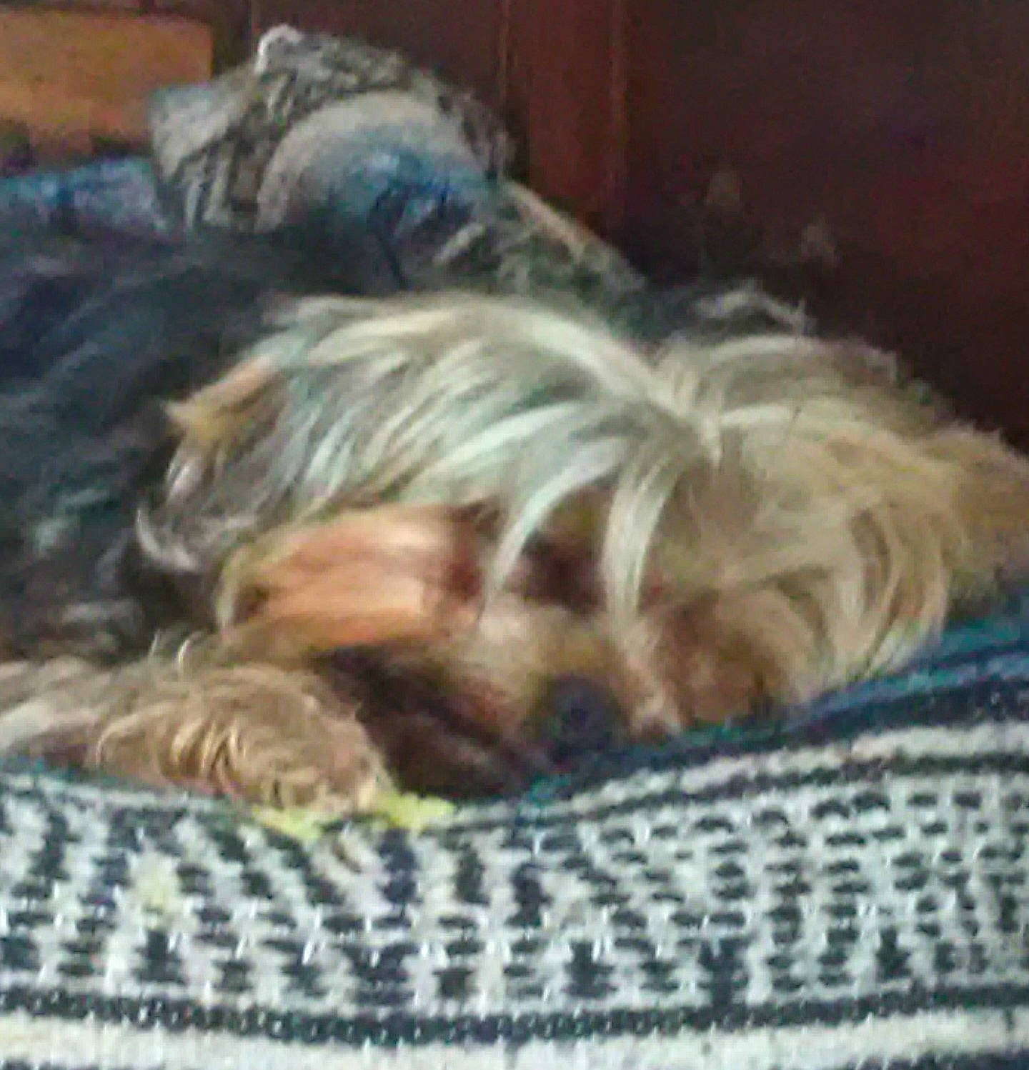 Bullet is registered to the contest to win money with this photo: canidae, carnivore, comfort, companion_dog, dog, dog_breed, dog_supply, fawn, fur, liver, nap, pet_supply, schnauzer, sleep, small_terrier, snout, sporting_group, terrier, toy_dog, working_animal