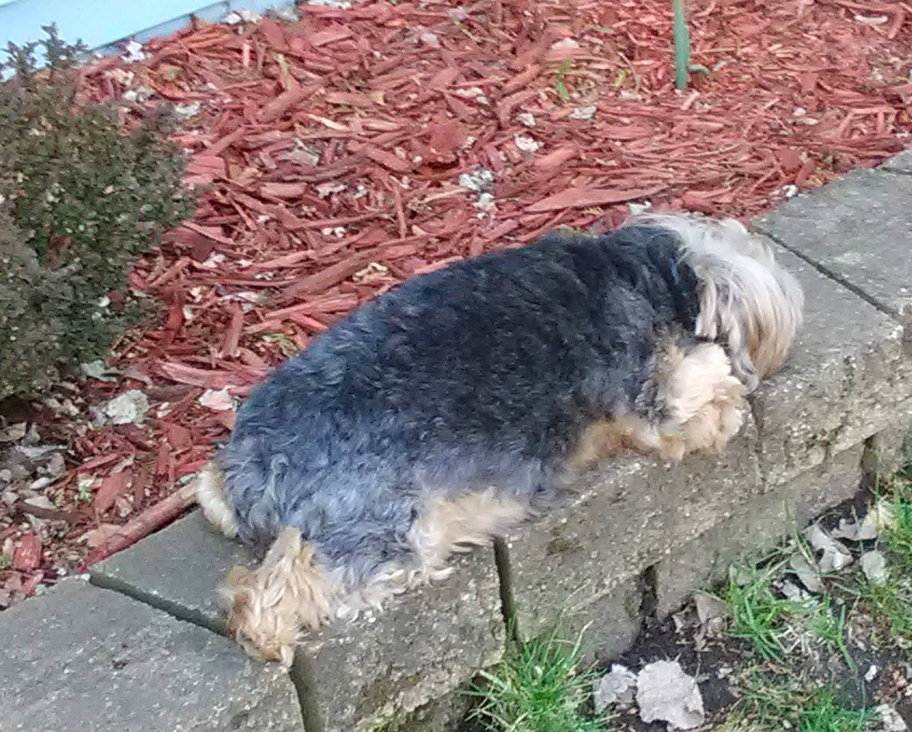 Bullet is registered to the contest to win money with this photo: asphalt, bedrock, canidae, carnivore, companion_dog, dog, dog_breed, fur, grass, groundcover, plant, road_surface, rock, soil, sporting_group, tail, tar, terrestrial_animal, terrier, water_dog