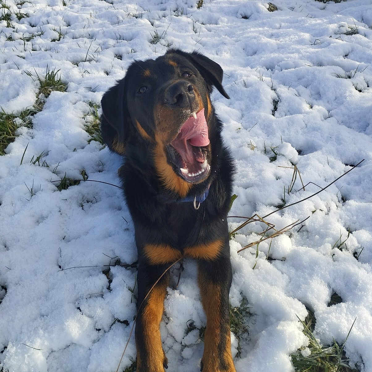 Vibes participe au concours pour gagner de l'argent avec cette photo : animal, canine, dog, face, grass, head, hound, ice, nature, outdoors, person, pet, photography, plant, portrait, puppy, snow, soil, tree, vegetation