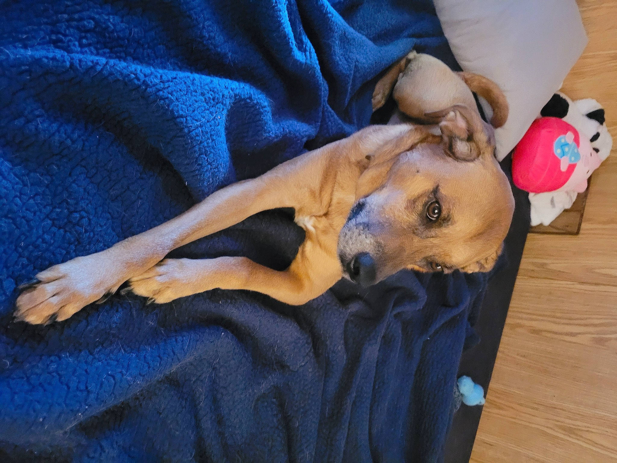 Bodie joined the competition — help win amazing prizes! bed, blue, canidae, carnivore, comfort, companion_dog, dog, dog_breed, dog_supply, electric_blue, fawn, fur, hardwood, linens, paw, snout, sporting_group, toy_dog, wood, working_animal