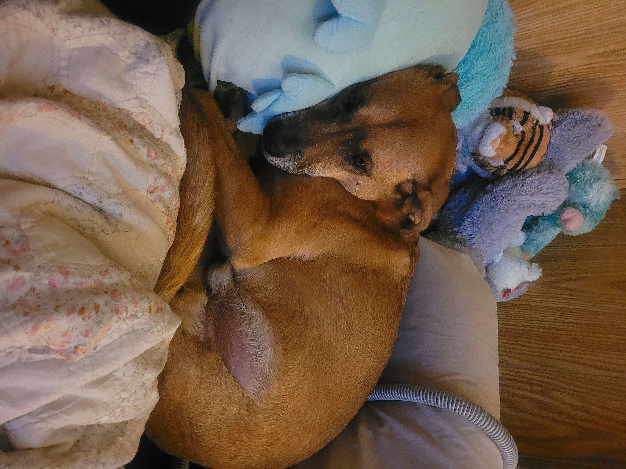 Bodie joined the competition — help win amazing prizes! bed, bed_sheet, bedding, bedtime, canidae, carnivore, comfort, companion_dog, dog, dog_breed, fawn, felidae, fur, hat, human_leg, linens, nap, sporting_group, whiskers, wood