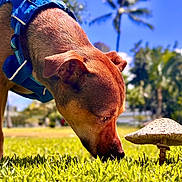 Lio joined the competition — help win amazing prizes! dog, mushroom, grass, outdoor, nature, sunlight, blue_sky, tree, pet, animal, canine, sniffing, greenery, daytime, closeup, park, harness, summer, flora, curious