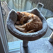 Axle is registered to the contest to win money with this photo: kitten, orange_cat, sleeping, cat_bed, cat_tree, window, indoor, cozy, feline, pet, fur, resting, cute, small, animal, domestic, tabby, paw, curled_up, soft