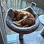 kitten, orange_cat, sleeping, cat_bed, cat_tree, window, indoor, cozy, feline, pet, fur, resting, cute, small, animal, domestic, tabby, paw, curled_up, soft