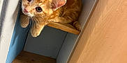 Axle joined the competition — help win amazing prizes! kitten, orange_cat, wooden_shelf, curious, indoor, pet, young_cat, feline, animal, cute, small_space, household, fur, whiskers, ears, looking_up, playful, sitting, wood, corner