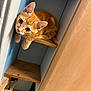 kitten, orange_cat, wooden_shelf, curious, indoor, pet, young_cat, feline, animal, cute, small_space, household, fur, whiskers, ears, looking_up, playful, sitting, wood, corner