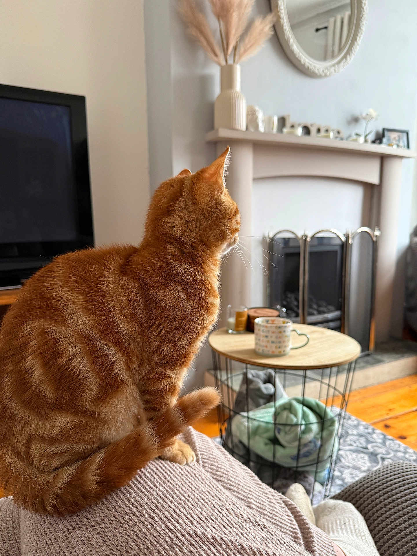 Axle joined the competition — help win amazing prizes! cat, orange_tabby, feline, pet, indoor, living_room, fireplace, blanket, table, mug, candle, wooden_floor, mirror, decor, cozy, sitting, relaxed, furniture, home, comfort