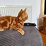 Axle is registered to the contest to win money with this photo: kitten, cat, orange_tabby, fur, couch, remote_control, indoor, radiator, wooden_floor, texture, pet, animal, whiskers, side_view, cozy, relaxing, domestic, furniture, soft, home