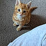 Axle is registered to the contest to win money with this photo: kitten, cat, orange_tabby, carpet, floor, pet, cute, small, feline, whiskers, ears, tail, looking_up, indoor, domestic_animal, young, animal, curious, person, clothing