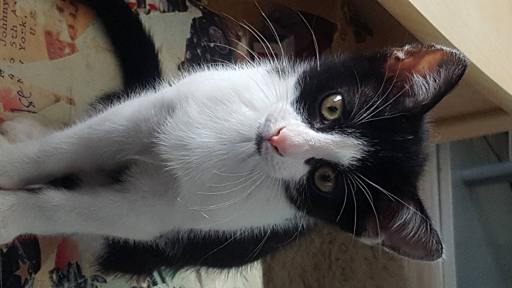 Salem a rejoint le concours — aidez-le/la à gagner de superbes lots ! carnivore, cat, domestic_long_haired_cat, domestic_short_haired_cat, eye, felidae, fur, kitten, polydactyl_cat, small_to_medium_sized_cats, snout, whiskers