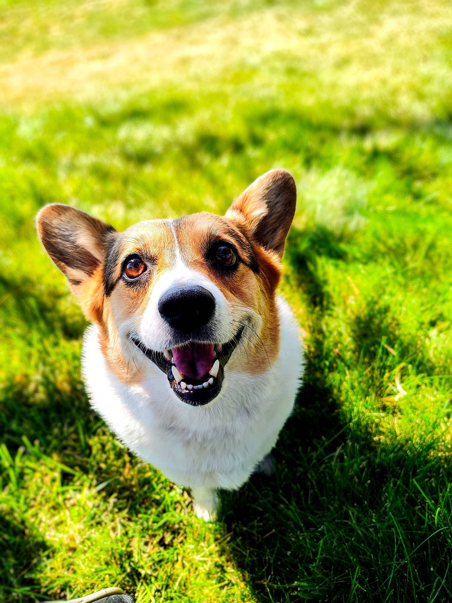 Daisy joined the competition — help win amazing prizes! ancient_dog_breeds, canidae, carnivore, companion_dog, dog, dog_breed, fawn, grass, grassland, groundcover, herding_dog, plant, puppy, snout, sporting_group, tail, terrestrial_animal, whiskers, working_animal, working_dog