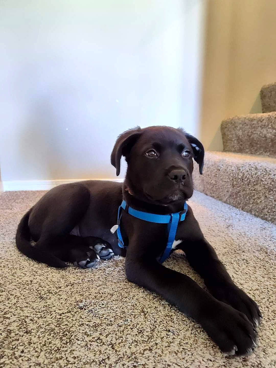 Rover joined the competition — help win amazing prizes! canidae, carnivore, collar, companion_dog, dog, dog_breed, dog_collar, dog_supply, electric_blue, fashion_accessory, fawn, leash, liver, pet_supply, snout, sporting_group, tail, terrestrial_animal, whiskers, working_animal