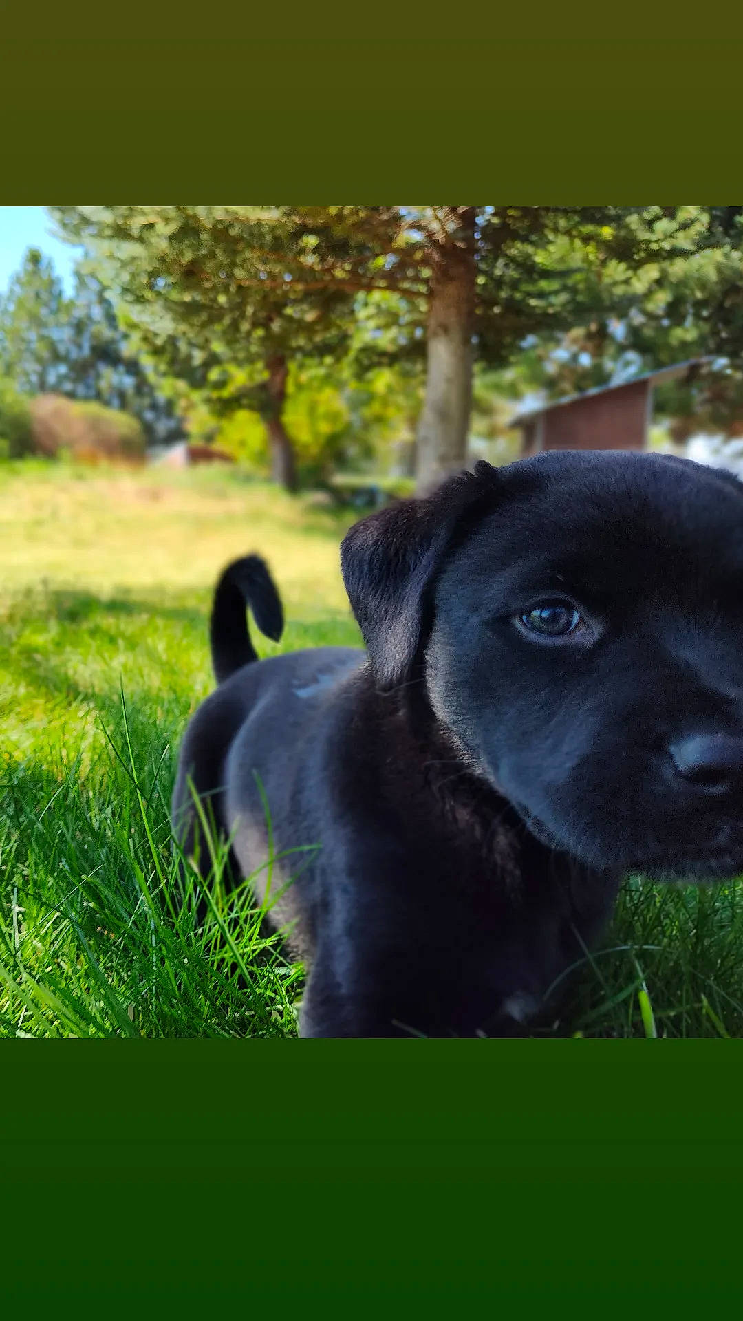 Rover is registered to the contest to win money with this photo: borador, canidae, carnivore, companion_dog, dog, dog_breed, grass, grassland, green, mammal, pasture, plant, snout, sporting_group, terrestrial_animal, tints_and_shades, tree, vertebrate, whiskers, working_animal