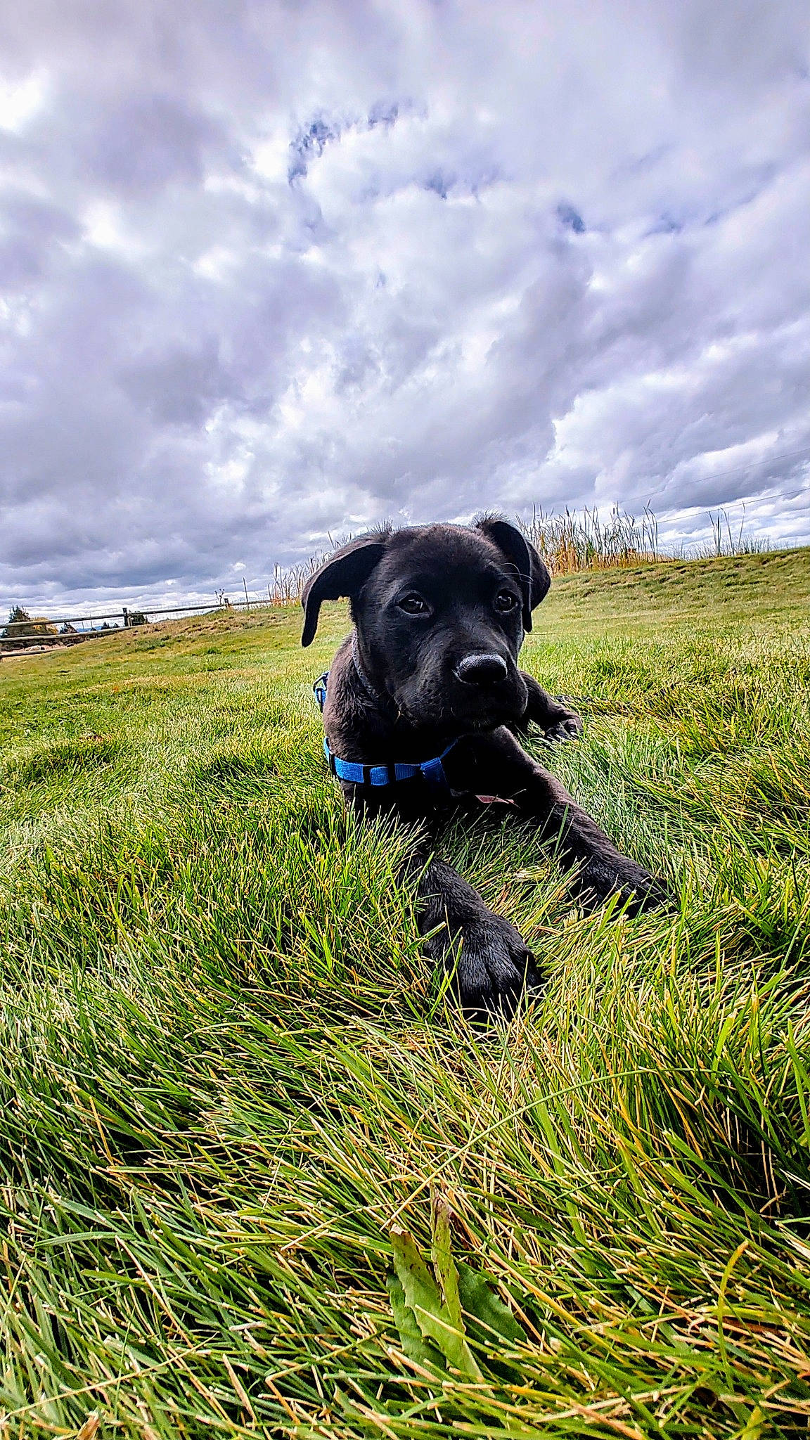 Rover joined the competition — help win amazing prizes! agriculture, carnivore, cloud, companion_dog, dog, dog_breed, field, grass, grass_family, grassland, landscape, meadow, natural_landscape, pasture, plant, prairie, sky, sporting_group, terrestrial_animal, working_animal